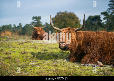 Highland Cattles / Schottische Hochlandrinder ( Bos primigenius taurus ) adagiato sul terreno in un ambiente tipico, la fauna selvatica, in Europa. Foto Stock