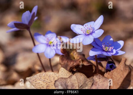 Kidneywort, Liverwort blu fiori di primavera Hepatica nobilis Foto Stock