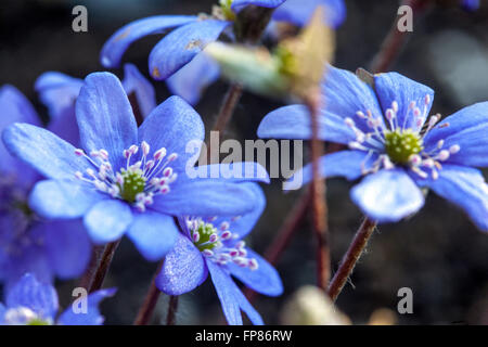 Kidneywort, Liverwort blu fiori di primavera Hepatica nobilis Foto Stock