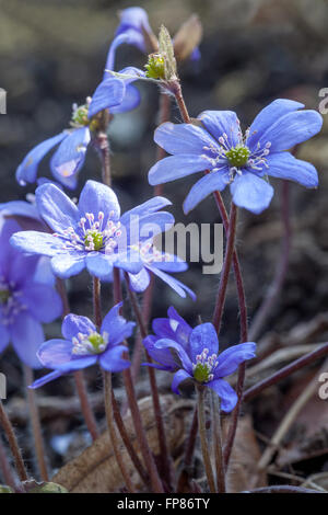 Kidneywort, Liverwort blu fiori di primavera Hepatica nobilis Foto Stock