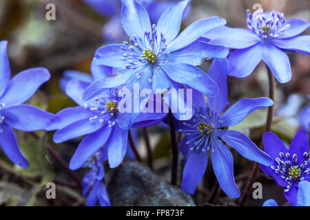 Kidneywort, Liverwort blu fiori di primavera Hepatica transsilvanica 'Silver princess' Foto Stock