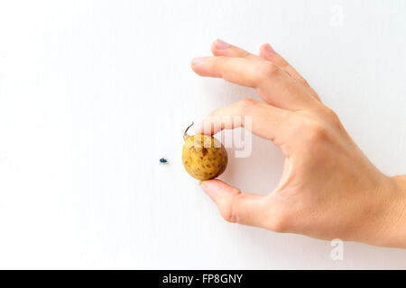 Frutta Langsat tenuto in mano di una giovane donna; piccolo scarabeo venendo verso di esso. Foto Stock