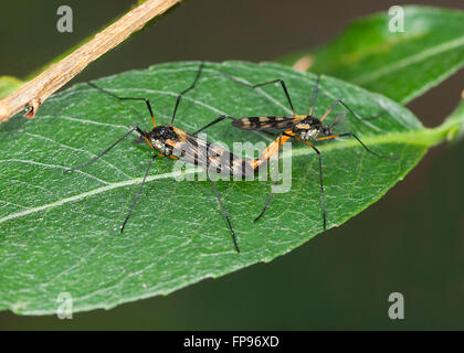 Gru vola coniugata (Gynoplistia sp.), Pemberton, Australia occidentale, Australia Foto Stock