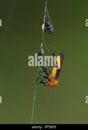 Spider dispensa - Il comune aceto Fly o Fermentare Fly (Drosophila melanogaster), Australia occidentale, Australia Foto Stock
