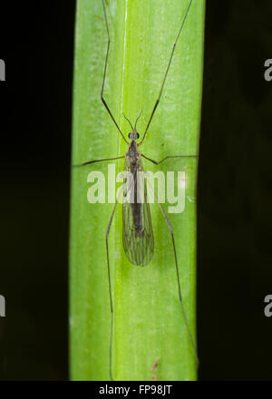 Gru Fly (Tipulidae), Australia occidentale, Australia Foto Stock