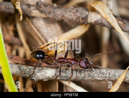 Bull Ant o Bulldog Ant (Myrmecia sp.), Australia occidentale, Australia Foto Stock