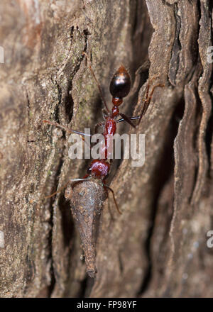 Bull Ant o Bulldog Ant (Myrmecia sp.), Western Australia, WA, Australia Foto Stock