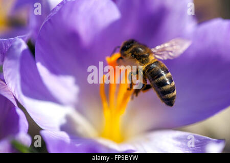 Polline di api close up fiore Crocus Foto Stock