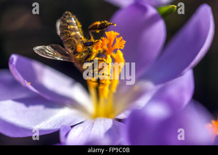 Crocus fioritura e ape su fiore, giardino primaverile primaverile primaverile polline Foto Stock