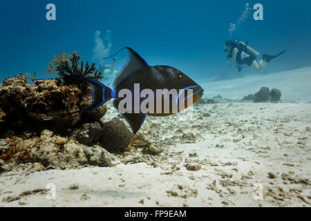 Close up Sargassum Pesci balestra, xanthichthys ringens, nuoto sulla barriera corallina Foto Stock