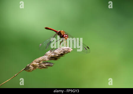 Ruby meadowhawk dragonfly close up Foto Stock