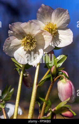 Hellebore White, Quaresima rose, Helleborus nigercors 'Marshmallow' Helleborus White Flower Garden all'inizio della primavera o alla fine dell'inverno Foto Stock