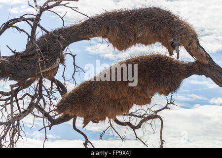 Prime fasi della costruzione di un nido comunale del tessitore socievole nel Parco Nazionale Etosha, Namibia, Sud Africa Foto Stock