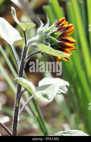 Blooming Royal Velvet Girasole - backview Foto Stock