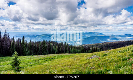 Escursioni attraverso prati alpini di Tod Montagna in Shuswap Highlands centrali di British Columbia, Canada Foto Stock