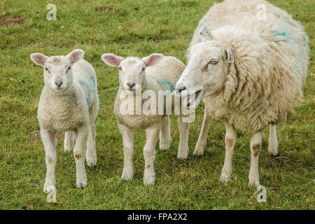 Leicestershire, Regno Unito, 17 marzo 2016. La molla gli agnelli e le pecore in un campo di Leicestershire. Credito: Jim Harrison/Alamy Live News Foto Stock