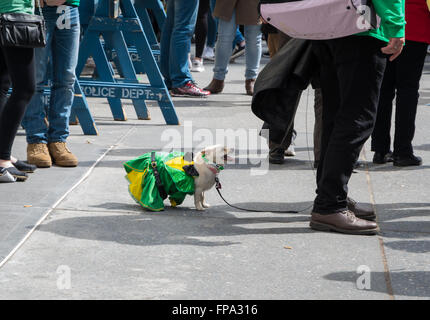 Un cane Chihuahua vestito come un leprechaun sul marciapiede al 2016 il giorno di San Patrizio celebrazioni nella città di New York, Stati Uniti d'America. Foto Stock