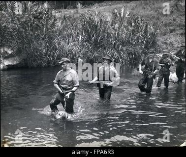 1962 - Un cane conduce a Malaya jungle patrol: Trooper Des Brady, con 'Daks' su un guinzaglio, ler la pattuglia fino al fiume. Sarà lui a dare l'allarme, utilizzando il suo senso dell'olfatto e udito, prima che i soldati. © Keystone Pictures USA/ZUMAPRESS.com/Alamy Live News Foto Stock