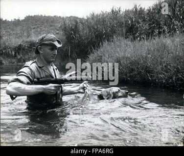 1962 - Retriever Daks conduce una giungla: la malese patrol: Trooper Des Brady, di Martinborough, Nuova Zelanda, conduce una giungla anti-terrorismo di pattuglia fino al fiume in Malesia con Daks tracker il suo cane al guinzaglio, nuoto accanto a lui. © Keystone Pictures USA/ZUMAPRESS.com/Alamy Live News Foto Stock