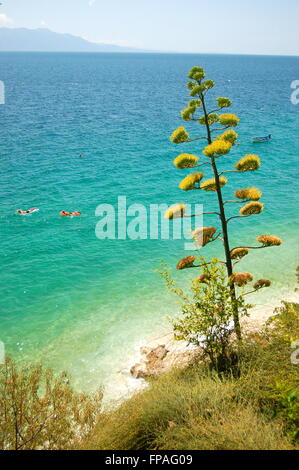 Splendido paesaggio estivo di Croazia - majestic agave contro turchesi acque dell'adriatico Foto Stock