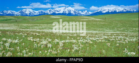 Panorama di fiori selvatici (setosa crazyweed) nella prateria sotto il crazy montagne vicino melville, montana Foto Stock