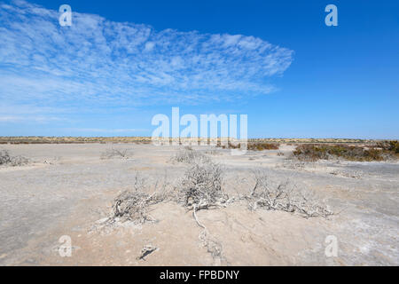 Il lago di McLeod, Regione Gascoine, Carnarvon, Western Australia, WA, Australia Foto Stock