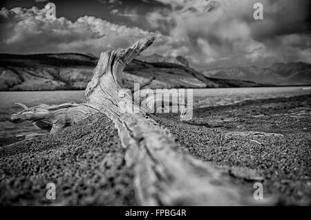 Deriva il blocco di legno nella sabbia lungo le rive del Nord del Fiume Saskatchewan appena fuori di Jasper Alberta. Foto Stock