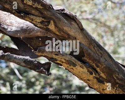 Baby gufo in un albero, Bagan, Myanmar Foto Stock