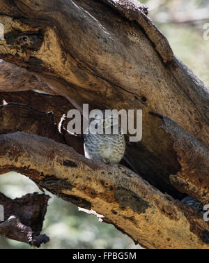 Baby gufo in un albero, Bagan, Myanmar Foto Stock