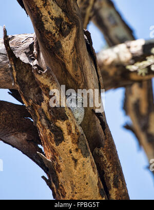 Baby gufo in un albero, Bagan, Myanmar Foto Stock