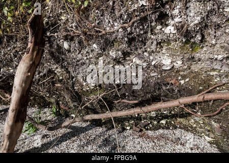 Middens Shell, creato dall'Penelakut prima nazione su Galiano Island, British Columbia Foto Stock