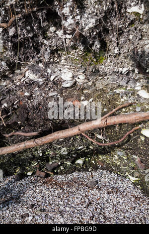 Shell Midden, creato dall'Penelakut prima nazione su Galiano Island, British Columbia Foto Stock