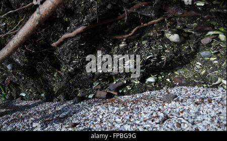 Shell Midden, creato dall'Penelakut prima nazione su Galiano Island, British Columbia Foto Stock