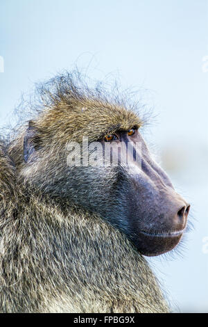 Chacma baboon nel parco nazionale di Kruger, Sud Africa ; Specie Papio ursinus famiglia dei Cercopithecidae Foto Stock