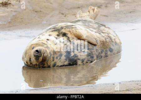 Una guarnizione grigio mucca giace addormentato in una piscina di acqua sulla spiaggia, Donna Nook, Lincolnshire England Regno Unito Foto Stock