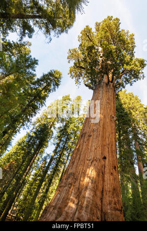 Californian redwood crescendo in Mariposa Grove, Yosemite National Park, California, Stati Uniti d'America Foto Stock