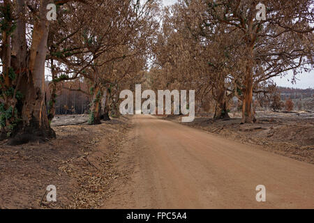 Conseguenze del veld incendio di Elgin Valley, Overberg, Provincia del Capo Occidentale, Sud Africa. Foto Stock