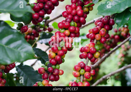 I chicchi di caffè sugli alberi Foto Stock
