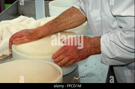 Mano di senior esperto casaro controlla la ruota di formaggio appena fatto nel caseificio di montagna Foto Stock