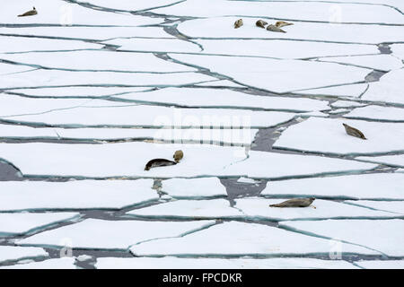 Guarnizioni di tenuta in appoggio sul ghiaccio scorre nella Penisola Antartica, Antartide. Foto Stock