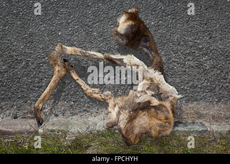 Roadkill, appiattita, schiacciato ed essiccato carcassa di cervo, Cirencester a Tetbury Road. Foto Stock