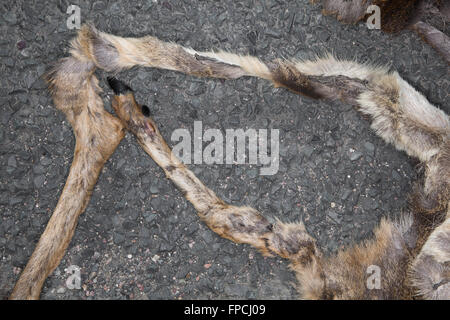 Roadkill, appiattita, schiacciato ed essiccato carcassa di cervo, Cirencester a Tetbury Road. Foto Stock