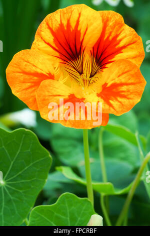 Nasturtium fiore giallo ed arancione Foto Stock