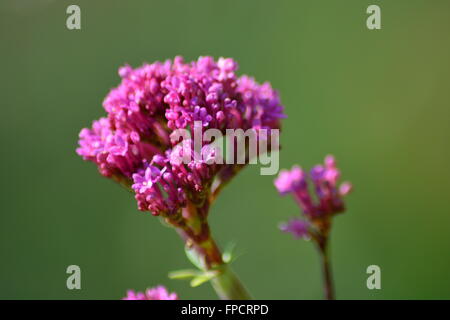 Prima di Valeriano fiori nel tardo inverno in Provenza,a sud della Francia Foto Stock