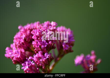 Prima di Valeriano fiori nel tardo inverno in Provenza,a sud della Francia Foto Stock