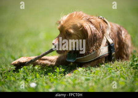 Un wet, marrone spaniel razza mista di roditura cane sul bastone di legno al sole su un prato verde Foto Stock