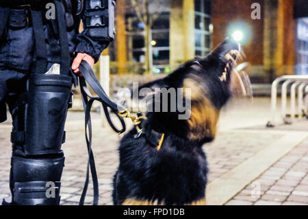 Belfast, Irlanda del Nord. 17 mar 2016 - PSNI crowd control cane 'Scout' lavorando con il suo gestore di notte. Foto Stock