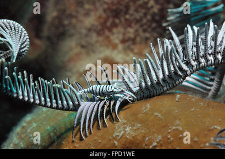 Crinoide (cornuto) Gamberetti (Periclimenes amboinensis) viene strisciando su un giglio di mare (Crinoide), Panglao, Filippine Foto Stock
