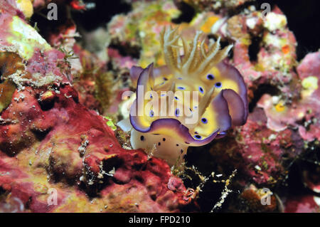 Chromodoris kuniei nudibranch viene strisciando lungo una barriera corallina, Panglao, Filippine Foto Stock