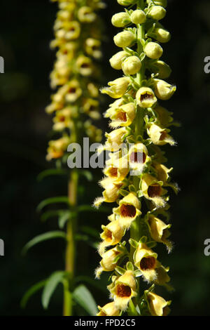 Digitalis ferruginea, rusty foxglove, Borjomi-Kharagauli National Park, Georgia Foto Stock